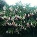 Profile Picture of Lillian Liao (@lilyingliao) on Pinterest