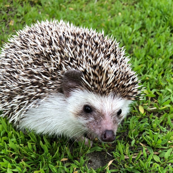 Profile Picture of Alex Cote (@alexrose907) on Poshmark