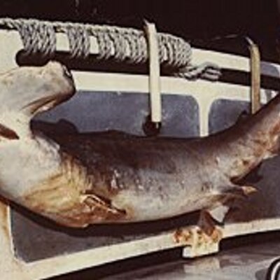 Profile Picture of Brian Beckmann (@@oneanamnesiac) on Twitter