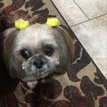 Profile Picture of Sherry Stringer (@sherstringer) on Instagram