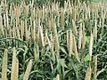 Profile Picture of Millet - Wikipediaon Wikipedia