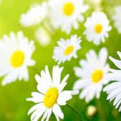 Profile Picture of Koduganti Sadhalakshmi (@kodugantisadhalakshmi5552) on Youtube