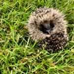 Profile Picture of Jeannette Joseph (@jeannettepascale17) on Instagram