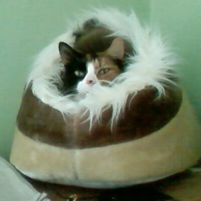 Profile Picture of Vicky Tanner (@marmite1200) on Twitter