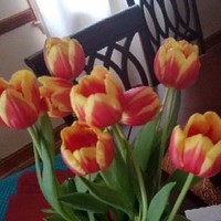 Profile Picture of Cassandra Giddings (@cassandra-giddings-1) on Quora