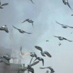 Profile Picture of Ralph Reed (@lazenby_exile) on Instagram