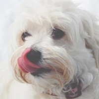 Profile Picture of Tia Krajzel (@tia-krajzel) on Quora