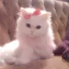 Profile Picture of yca 🌷 (@erica.fayee) on Tiktok