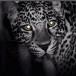 Profile Picture of Abdul-aziz Al-harbi (@mrfantasies27) on Flickr