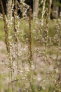 Profile Picture of Calamagrostis arundinaceaon Wikipedia