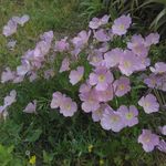 Profile Picture of afroditi kontokonti (@afroditi.konte) on Instagram