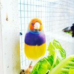 Profile Picture of A finch aviary. (@gouldians63) on Instagram