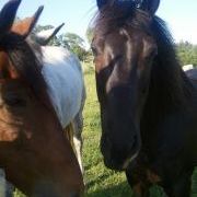 Profile Picture of Devin Howard (@mnpegasus) on Pinterest