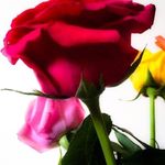 Profile Picture of Anna Maria Andrenacci (@andreanna1955) on Instagram