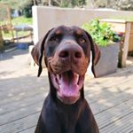 Profile Picture of Kekette&Bébert&Momo (@bebert_le_dobermann) on Instagram
