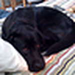 Profile Picture of Joyce Casey (@linkbeak) on Flickr