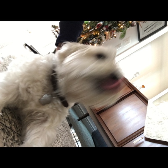 Profile Picture of Gianluca Cardillo (@gianlucac87) on Poshmark