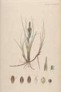Profile Picture of Flora Danicaon Wikipedia