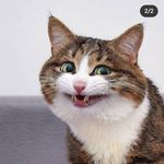 Profile Picture of Nitya Prabhandam (@catcauthon) on Instagram