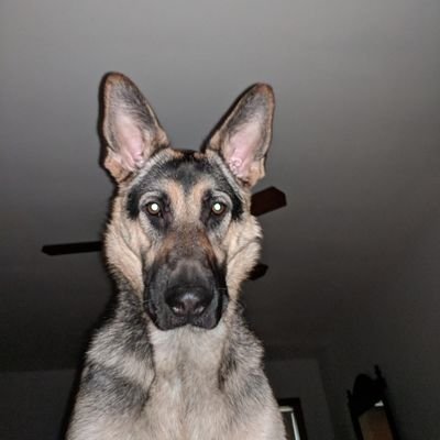 Profile Picture of Kyle Shroyer (@ShroyerKyle) on Twitter
