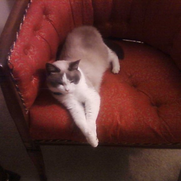 Profile Picture of Soheir Elebiary (@selebiary) on Poshmark