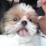 Profile Picture of Lily Coelho Cyríaco 🐾 (@lily.shihtzu) on Instagram