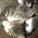 Profile Picture of Lucy Gillis (@gillis0878) on Pinterest
