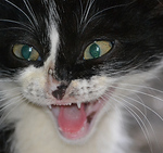 Xose Carlos Mosquera - Flickr Profile Picture of Xose Carlos Mosquera (@carlosdeteis.foto) on Flickr