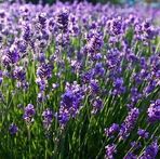 Profile Picture of Halina Jankowiak (@Halina-Jankowiak) on Facebook