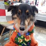 Profile Picture of 천안아산옷입는강아지 (@zen030909) on Instagram