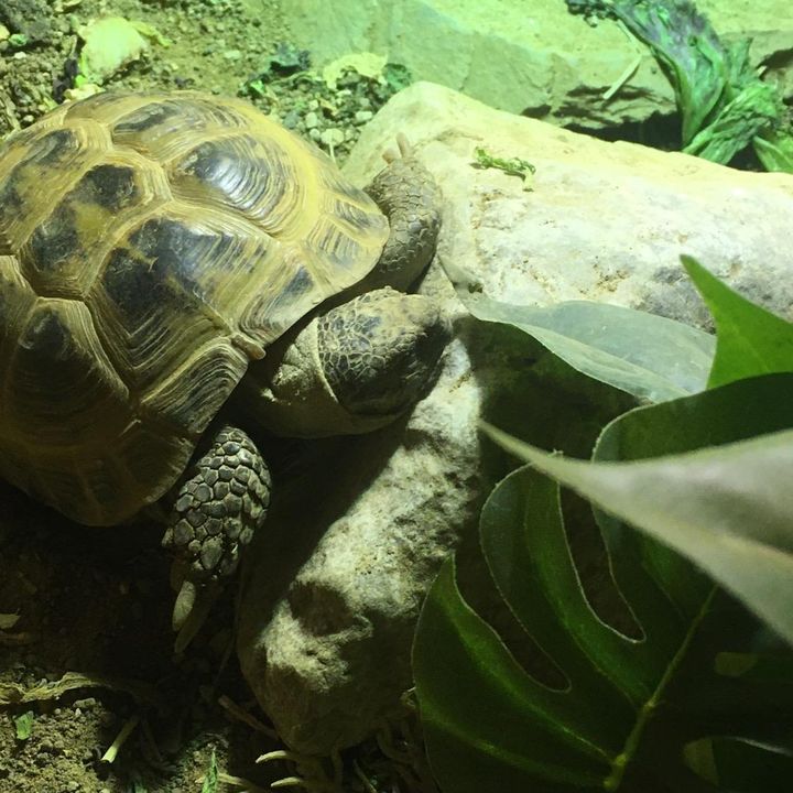 Profile Picture of Shelldon_the_tortoise (@sheldon_the_tortoise_) on Tiktok