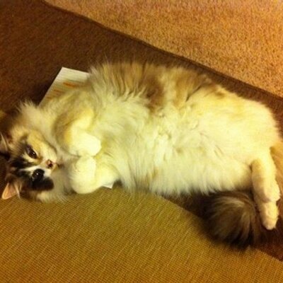 Profile Picture of Rachel Schellenberg (@Meow1015) on Twitter