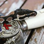 mavis & wallace 🐍 - Instagram Profile Picture of mavis & wallace 🐍 (@ss.sable) on Instagram