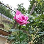 Profile Picture of thomasfaison (@tomasfeison66) on Instagram