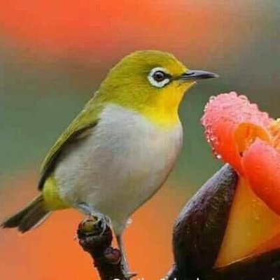 Profile Picture of Rupali Chowdhury (@My_Name_Nipa) on Twitter