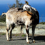 Profile Picture of Balades En Corse (@baladesencorse) on Flickr