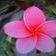 Profile Picture of Tracy Pulliam (@tracy4466) on Pinterest
