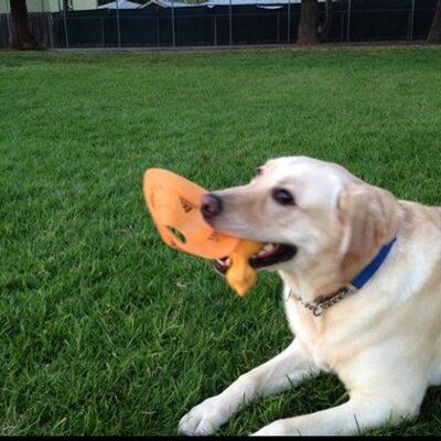 Profile Picture of Xiaofei Wang (@xiaofeiwang) on Twitter