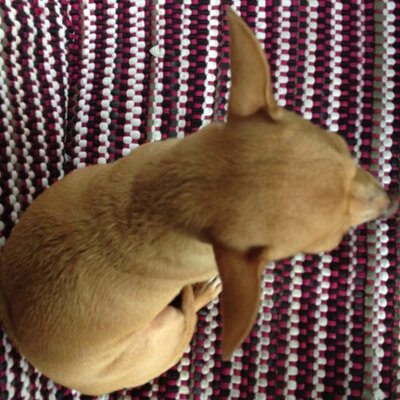 Profile Picture of Isabel Adame (@isaasi) on Twitter