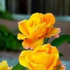 Profile Picture of Laura Kruszewska (@laura.kruszewska) on Tiktok