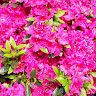 Profile Picture of Alap Modi (@alap0815) on Pinterest