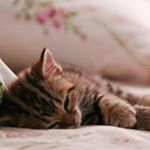 Nanami Nana Kobuchi - Instagram Profile Picture of Nanami Nana Kobuchi (@kobuchinanami) on Instagram