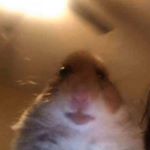 Profile Picture of Aaron Hellman (@hellmanaaron) on Instagram