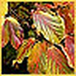 Profile Picture of Alice Wang (@alfywang) on Flickr