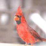 Profile Picture of Barry Handler (@red_bird_fan) on Instagram