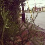 Alexia Ramirez-Reyes - Instagram Profile Picture of Alexia Ramirez-Reyes (@alexiar.r03) on Instagram