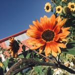 Profile Picture of Sheldon Marshall (@sheldonm777321) on Instagram