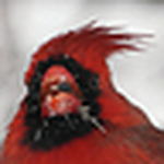 Profile Picture of Peter Muller (@Peter Muller) on Flickr