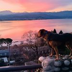 Profile Picture of Kevin Kohl (@stewiethehappydog) on Instagram