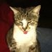 Profile Picture of Nutter Butter Nelson (@nutterbutter.nelson) on Facebook